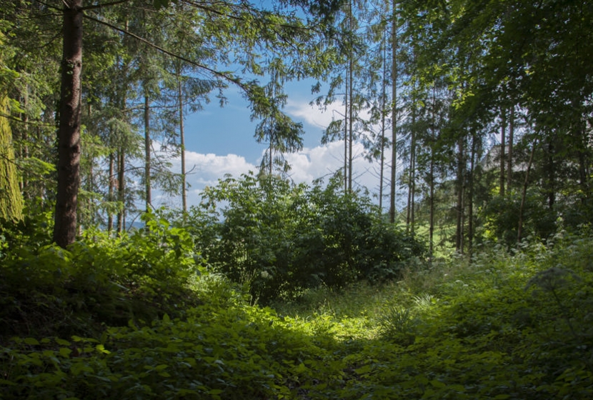 Entspannen im Wald